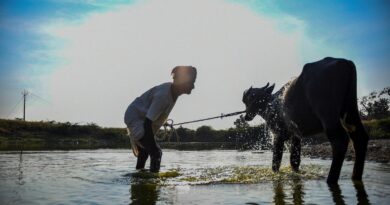 Maharashtra government declares desi cows ‘Rajyamata-Gomata’