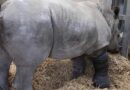 In a World First, Surgeons Operate on Rhino’s Broken Leg and Fix Her Limp