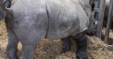 In a World First, Surgeons Operate on Rhino’s Broken Leg and Fix Her Limp