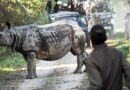 Assam records 86% drop in rhino poaching since 2016: CM