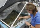 300 sea corals brought from Florida to Texas as part of effort to save the species