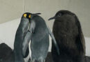 Meet Pesto the Penguin, Australia’s nearly 50-pound baby penguin capturing hearts worldwide with its hefty fluff