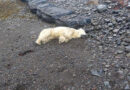 A polar bear was spotted on the shores of Iceland for the first time in 8 years. It was shot dead by police.