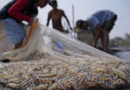 Shrimp farmers in Asia exploited by U.S. supermarkets for big profits, research finds