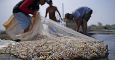 Shrimp farmers in Asia exploited by U.S. supermarkets for big profits, research finds