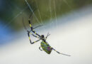 Giant “flying” Joro spiders reported across Georgia — and now confirmed in Pennsylvania