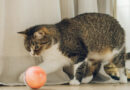 Cats that fetch are more common than you might think. New study finds 41% of felines retrieve