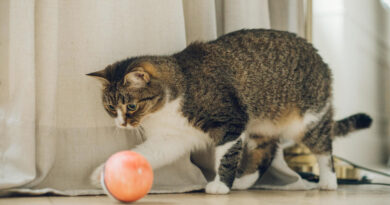 Cats that fetch are more common than you might think. New study finds 41% of felines retrieve