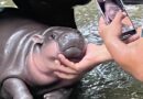 Moo Deng the baby hippo finds fame as a small Thai zoo’s online “bouncy pork” sensation