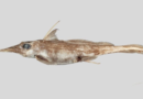 New species of “ghost shark” discovered living deep in the Pacific Ocean