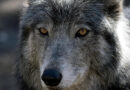 Wyoming may tweak law allowing killing of wolves with vehicles