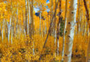 Nature: Aspens in Utah – CBS News