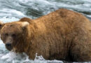 “Grazer” claims victory in Alaska’s fat bear contest after dramatic showdown