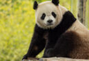 Pandas from China en route to Washington, D.C. after National Zoo returned beloved animals last year