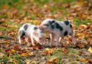 Pigs can’t fly but they might be able to talk thanks to AI translators