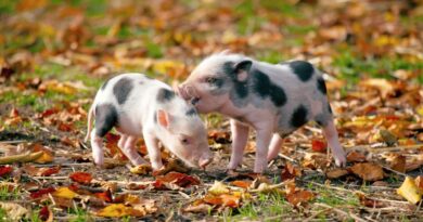 Pigs can’t fly but they might be able to talk thanks to AI translators