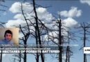 Ukraine's vast forests devastated in hellscape of war