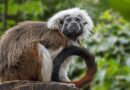 Hong Kong zoo officials reveal what killed 9 monkeys, including endangered Tamarins