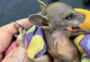 Old Incubators Help Save Orphaned Kangaroos by Imitating Their Mother’s Pouch