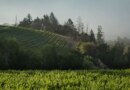 California is home to thousands of wineries featuring unique tours of wine caves