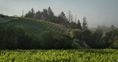 California is home to thousands of wineries featuring unique tours of wine caves