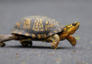 Woman who tried to smuggle 29 turtles into Canada by kayaking across lake pleads guilty