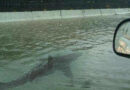 Beware the “street shark” and other common hurricane rumors and misinformation