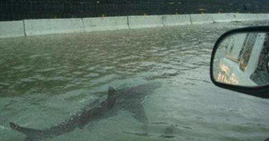 Beware the “street shark” and other common hurricane rumors and misinformation