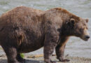 Voting begins in Alaska’s Fat Bear Week contest after one grizzly killed another on video