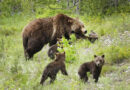 Famous mama grizzly bear killed by car “stepped right out into the road” before collision, Wyoming officials say