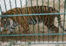 Bird flu kills 47 tigers, 3 lions and a panther in Vietnam zoos, state media reports