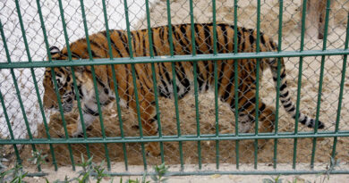 Bird flu kills 47 tigers, 3 lions and a panther in Vietnam zoos, state media reports