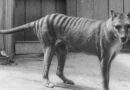 Scientists say they’ve made a breakthrough in efforts to bring back the extinct Tasmanian tiger