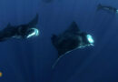 Nature: Manta rays in Mexico