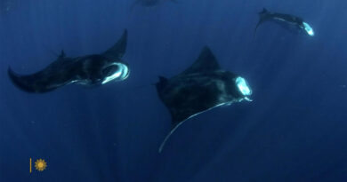 Nature: Manta rays in Mexico