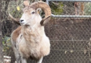 81-year-old man sentenced to prison for cloning giant “Montana Mountain King” sheep for captive trophy hunting