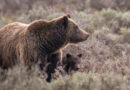 World famous grizzly bear fatally struck in Wyoming had yearling cub with her