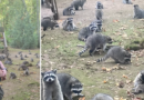 Video shows dozens of hungry raccoons surrounding Washington home