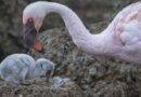 Same-sex foster parents raising flamingo chick at San Diego Zoo