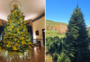 Family farm in North Carolina to provide 2024 White House Christmas tree