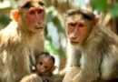 43 monkeys escape South Carolina research facility