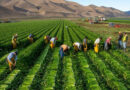 New book from famed photographer focuses on the forces behind the global food chain