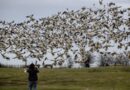 B.C. animal clinics told to set up avian flu protocols amid human exposure risk