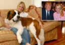 Trump AG nominee Pam Bondi’s long legal battle over beloved St. Bernard