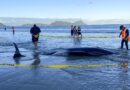 More than 30 stranded whales rescued in New Zealand by people lifting them on sheets