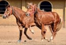 Bhimthadi horse | Return of a native