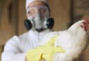 Bird flu in Canada: What to know about poultry and milk safety