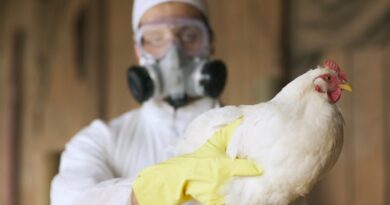 Bird flu in Canada: What to know about poultry and milk safety