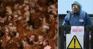 Bird flu: Health fears erupt after outbreak confirmed at Yorkshire poultry farm