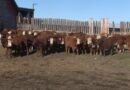 Shortage of cattle behind recent jump in beef prices, industry says